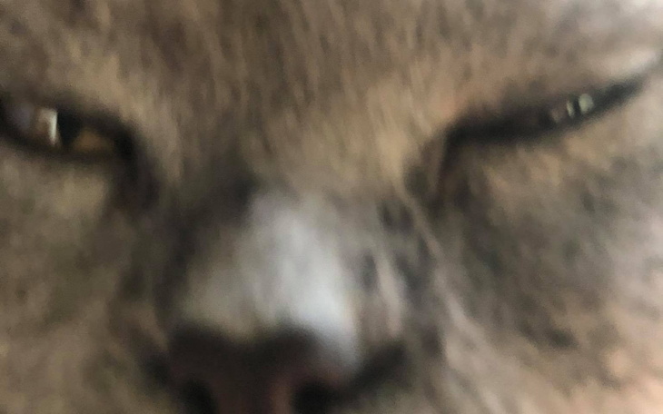 Zbiórka Na nowy karton dla kiciMyci - zdjęcie główne