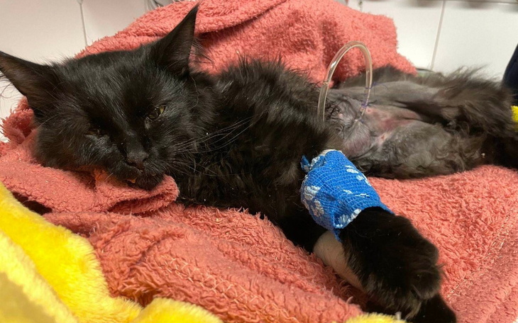 Zbiórka Umierała poszarpana przez psa - zdjęcie główne