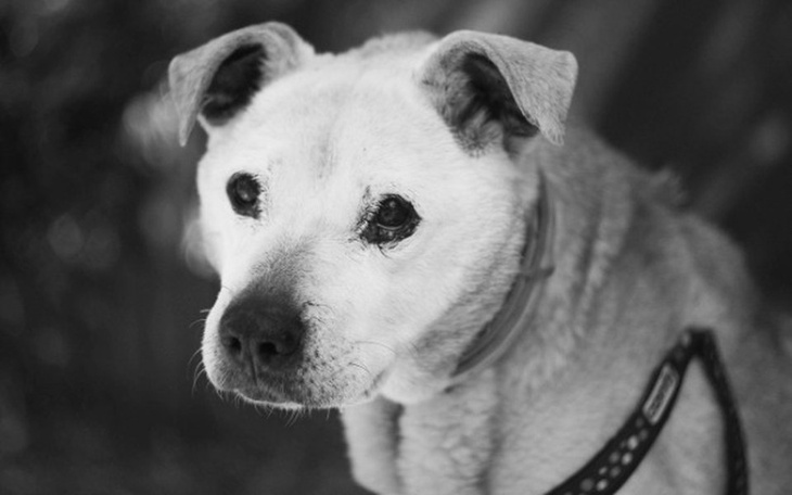 Zbiórka Stara Berta, wesprzyj jej walkę! - zdjęcie główne