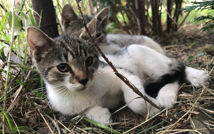 Zbiórka Psotek potrzebuje operacji kości - zdjęcie główne