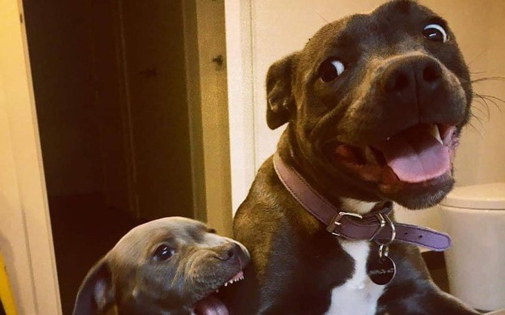 Zbiórka Zbiórka na karmę dla zwierząt, - zdjęcie główne