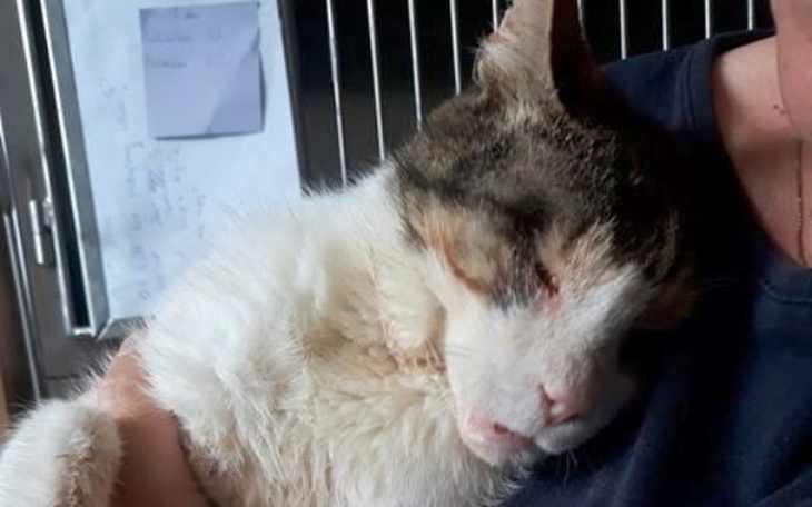 Zbiórka Neli i Grobelka - KALEKIE kotki - zdjęcie główne