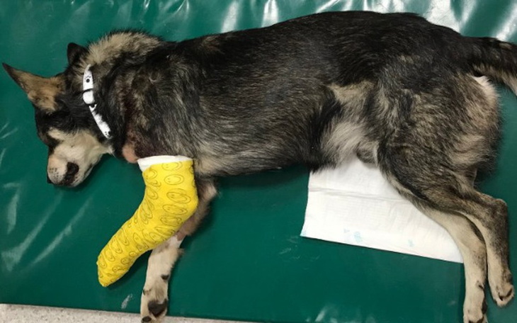 Zbiórka Robin z połamaną łapą. - zdjęcie główne