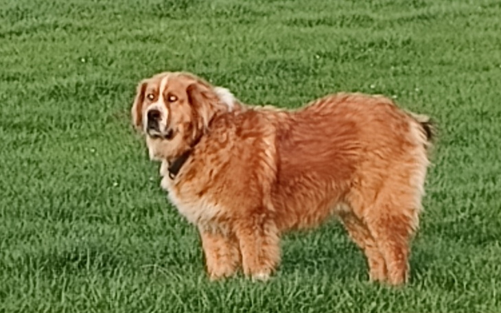 Zbiórka Operacja dla niebieskookiego psa - zdjęcie główne