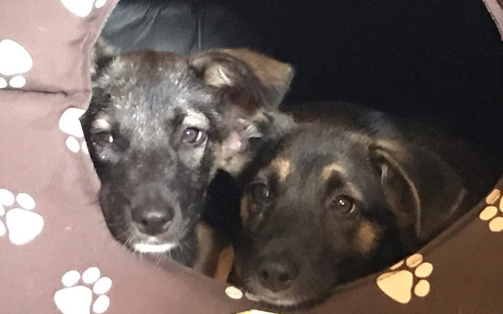 Zbiórka Szczepienia i czipy-sunie z lasu - zdjęcie główne