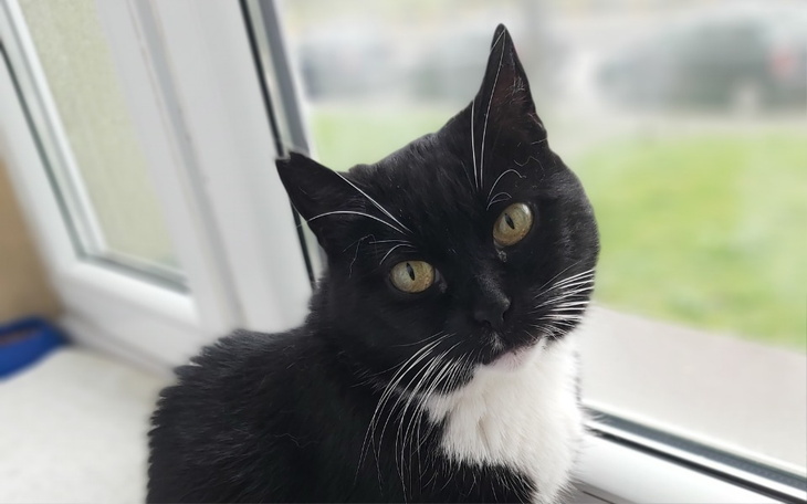 Zbiórka Diagnostyka i leczenie Tosi - zdjęcie główne