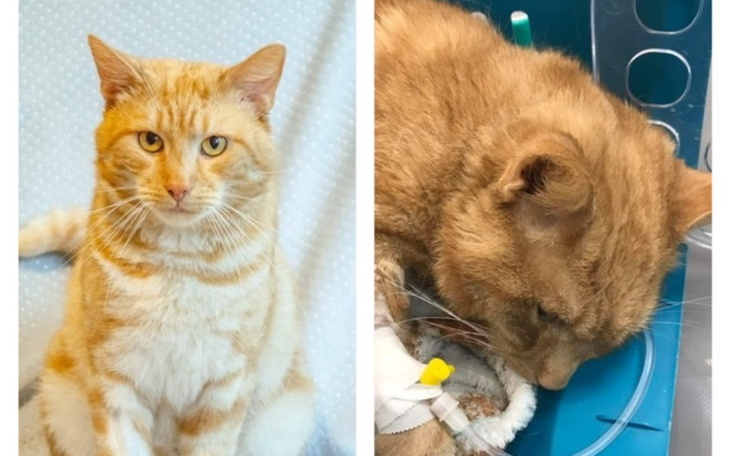 Zbiórka PepitoDrugiKotZFIP - zdjęcie główne