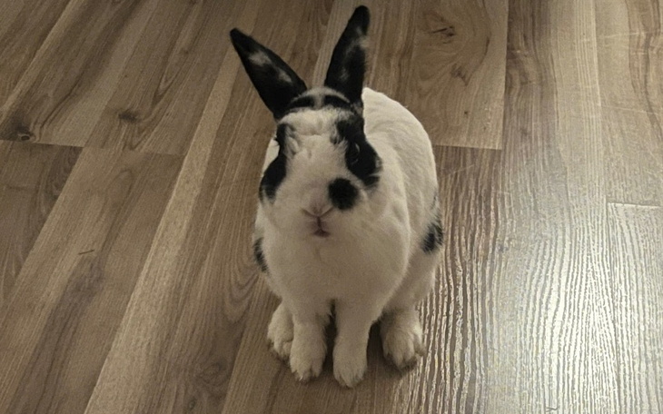 Zbiórka Po zdrowe uzębienie - zdjęcie główne