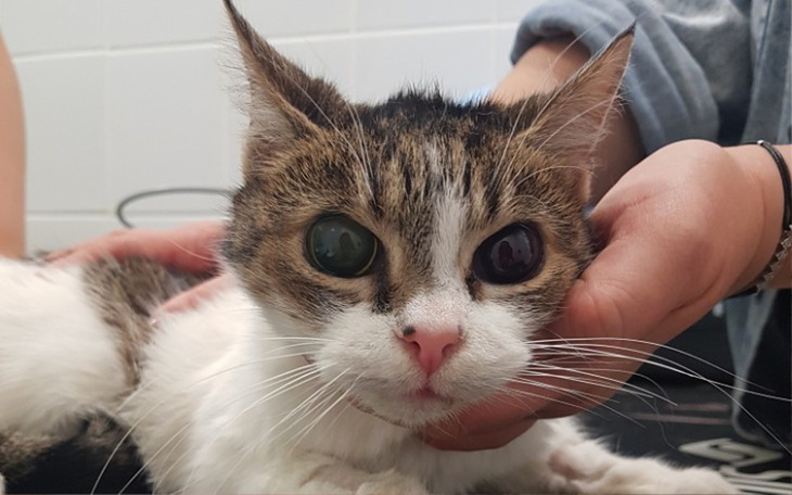 Zbiórka Gibonka - zdjęcie główne