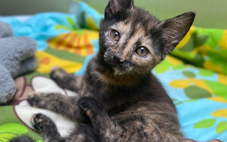 Zbiórka Pomóż nam wybudować wolierę - zdjęcie główne