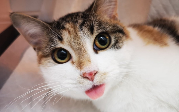 Zbiórka Kastracja kotki Malwinki - zdjęcie główne