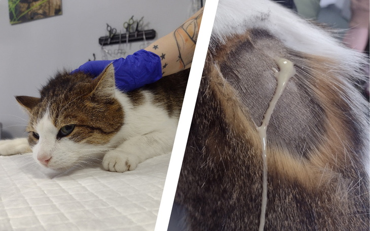 Zbiórka Wolno żyjący Kiciuś - zdjęcie główne