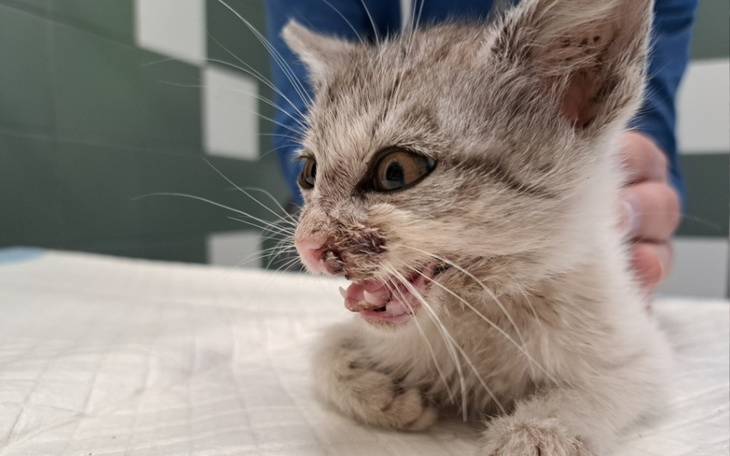 Zbiórka Kocie dziecko skazane na śmierć - zdjęcie główne