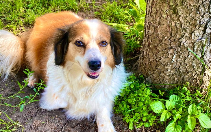 Zbiórka Pomóżmy pokonać CHLONIAKA - zdjęcie główne