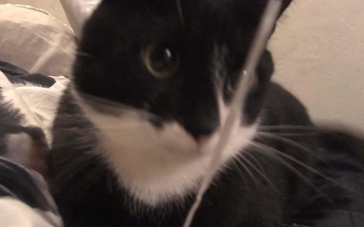 Zbiórka Kotek potrzebuje leków - zdjęcie główne