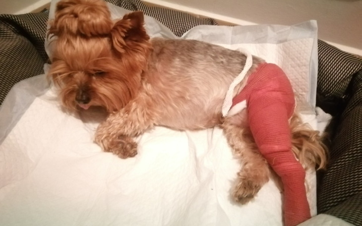 Zbiórka Na operację łapek - zdjęcie główne