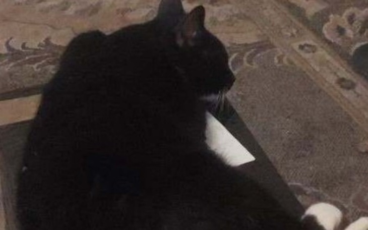 Zbiórka Na jedzenie dla głodnych kociąt - zdjęcie główne