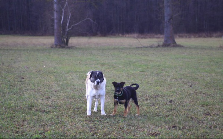 Dwa psy stojące na zielonej łące.