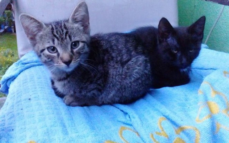 Zbiórka Szczepimy przeciw panleukopenii - zdjęcie główne