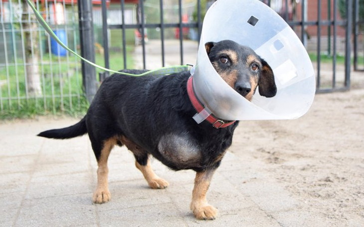 Zbiórka Psiaki bez łapki - pomoc. - zdjęcie główne