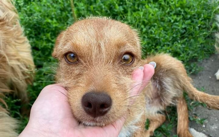 Zbiórka Kolejna interwencja - zdjęcie główne