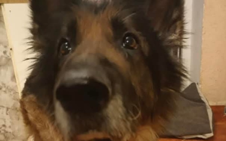 Zbliżenie na psa, z wyraźnym spojrzeniem i futrem.