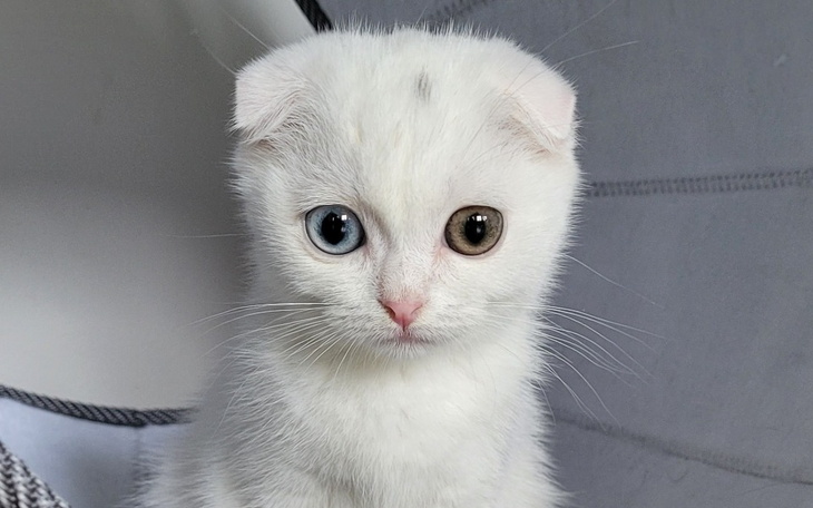 Zbiórka Na ratunek Lili - zdjęcie główne