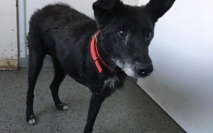 Zbiórka Kaziu Niewielki prosi o grosik - zdjęcie główne