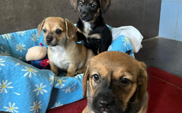 Zbiórka 1zł dla szczeniaków - zdjęcie główne