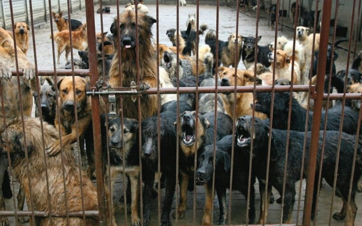 Zbiórka Jedzenie dla kotków i piesków - zdjęcie główne