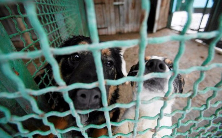 Dwa psy w schronisku, patrzące przez siatkę.