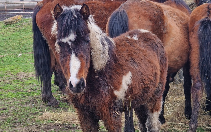 Zbiórka Konie z gospodarstwa śmierci - zdjęcie główne