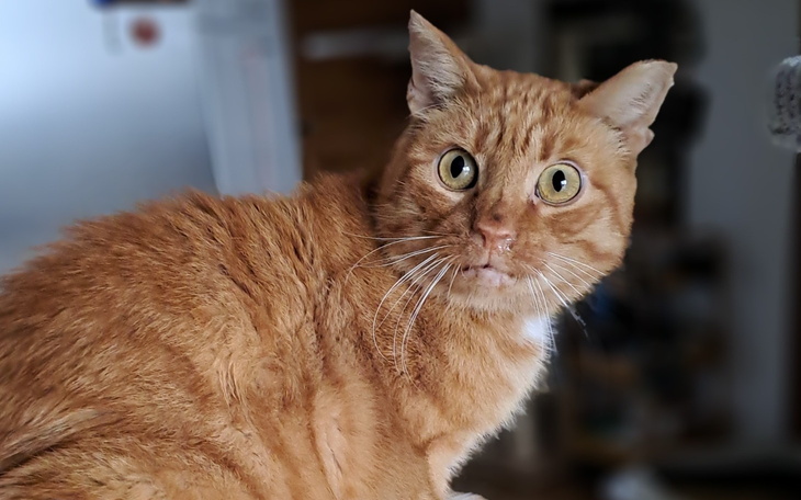 Rudy kot z dużymi oczami, wygląda na zaskoczonego.