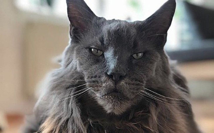 Zbiórka Hodowa kotów rasy Maine Coon - zdjęcie główne