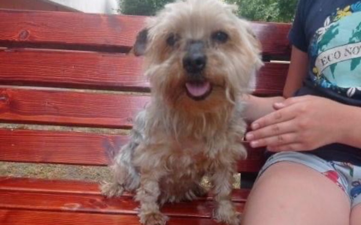 Zbiórka Sterylizacja ,fryzjer i jedzonko - zdjęcie główne