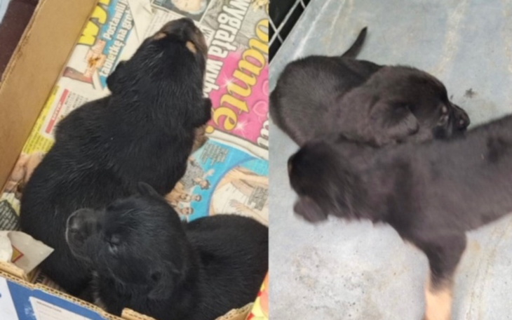 Zbiórka Wyrzucone na pewną śmierć ... - zdjęcie główne