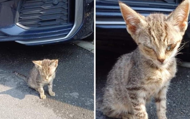 Zbiórka Na pomoc kociakom z Jasienicy. - zdjęcie główne