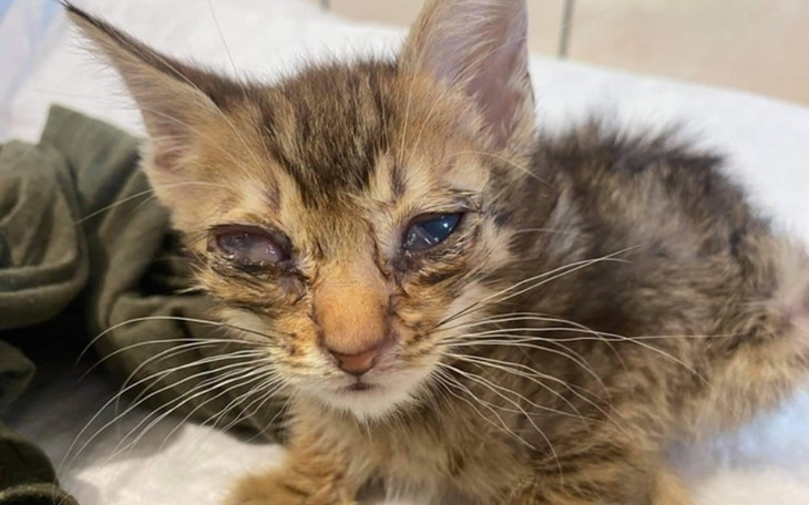 Zbiórka Hefalumpek prosi o pomoc - zdjęcie główne