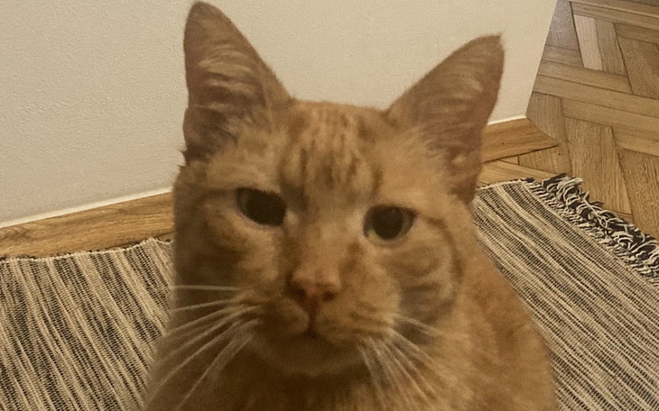 Zbiórka Rudy kot Jakub chory na FIP - zdjęcie główne