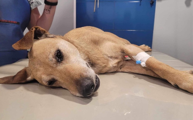 Chory pies leżący na stole w klinice weterynaryjnej.