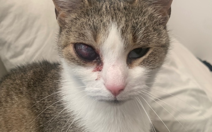 Zbiórka Operacja oka Czikity - zdjęcie główne