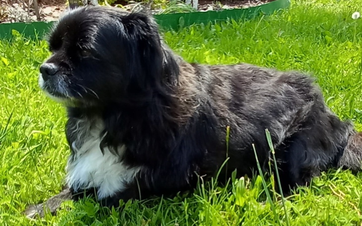 Zbiórka Na operację biodra u psa - zdjęcie główne