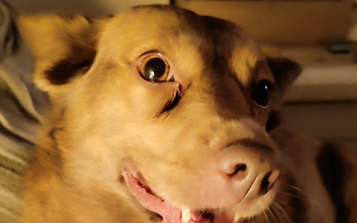 Zbiórka Operacja Zuli - zdjęcie główne