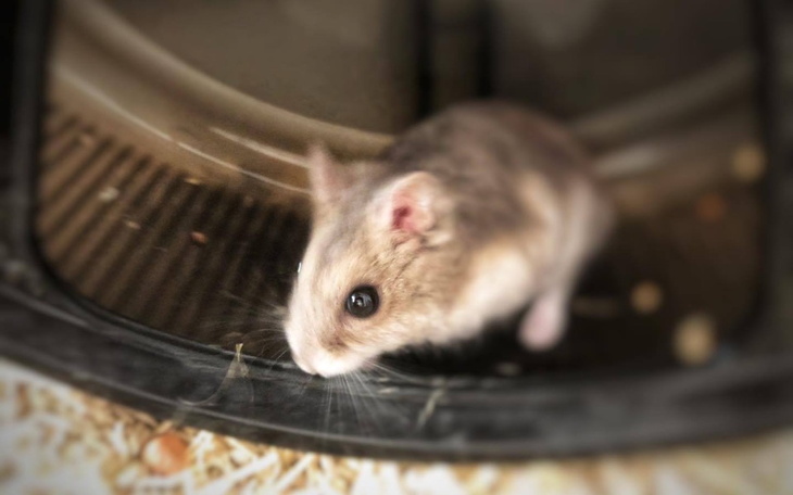 Zbiórka Chomiki Tej-czerwiec, lipiec - zdjęcie główne