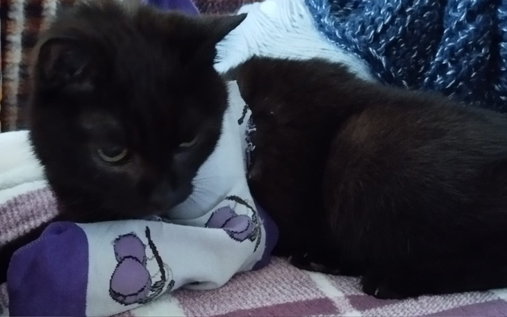 Zbiórka Ratowanie życia ukochanych kitku - zdjęcie główne