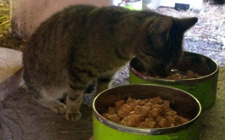 Zbiórka Karma dla kociaków wolnozyjacych - zdjęcie główne