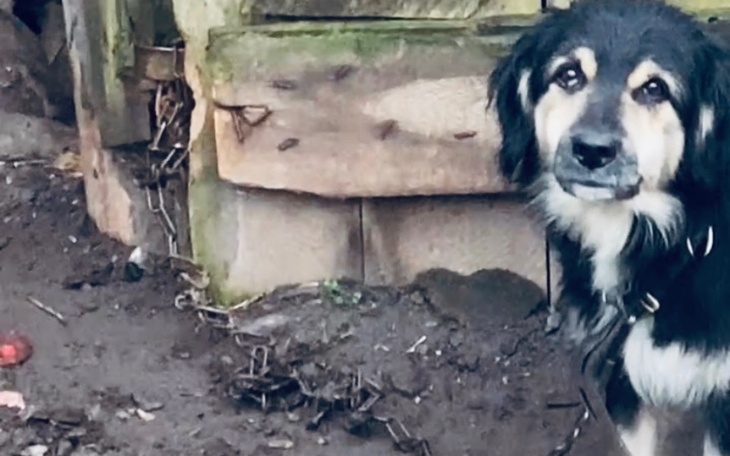 Pies przywiązany do budy, z wyraźnym smutnym spojrzeniem.