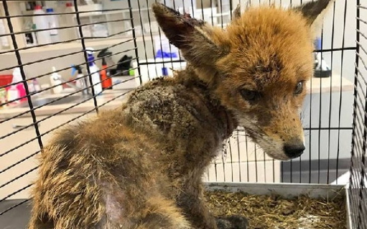 Zbiórka Ratunek dla Lisiczki - zdjęcie główne