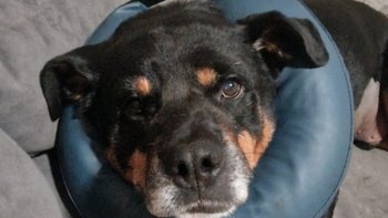 Zbiórka Trebor chcę żyć jeszcze ! - miniaturka zdjęcia