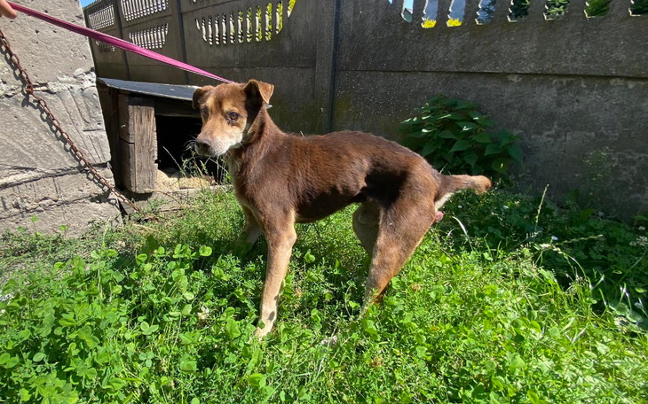 Zbiórka Za stary, by go ratować - zdjęcie główne